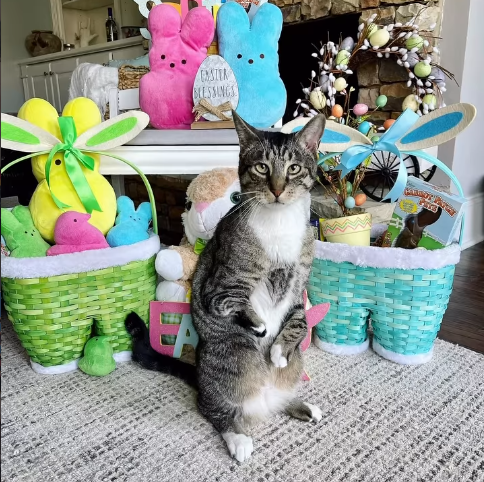 A tabby family member posing among colorful Easter baskets