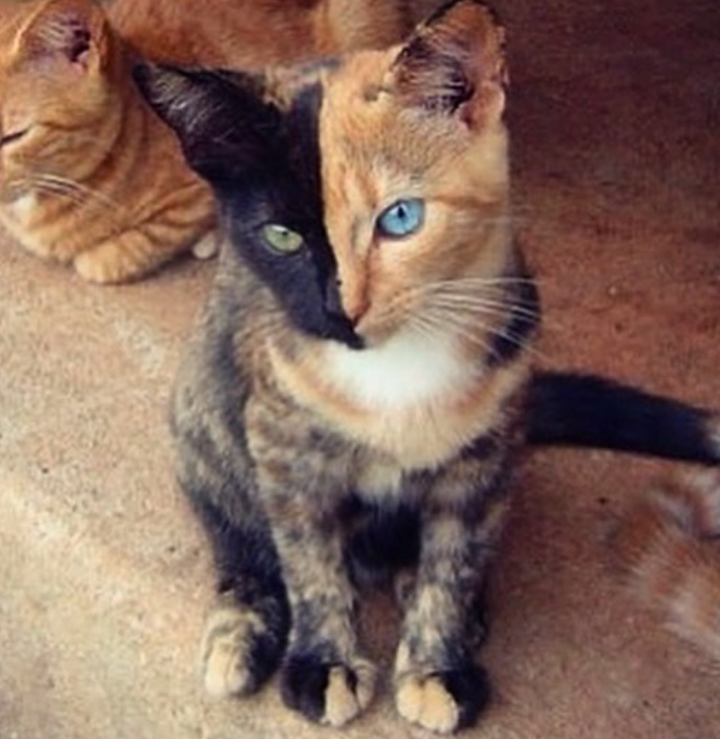 Young Venus outdoors, black and ginger split face with green and blue eyes