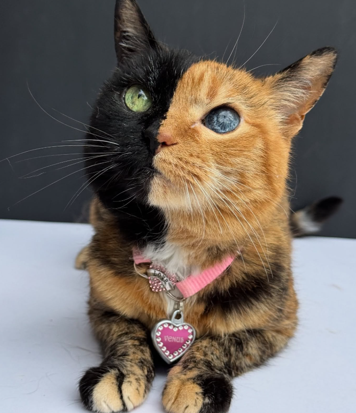 Venus the two-faced cat wearing her pink heart tag, green and blue eyes