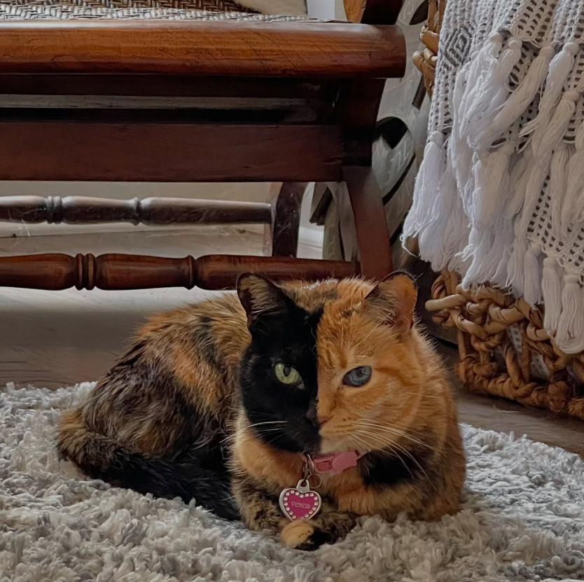 Venus curled up on a soft rug at home